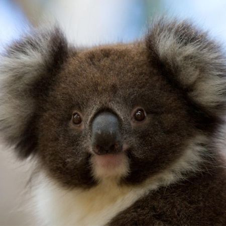 Bimbi Park - Camping Under Koalas Cape Otway Luaran gambar