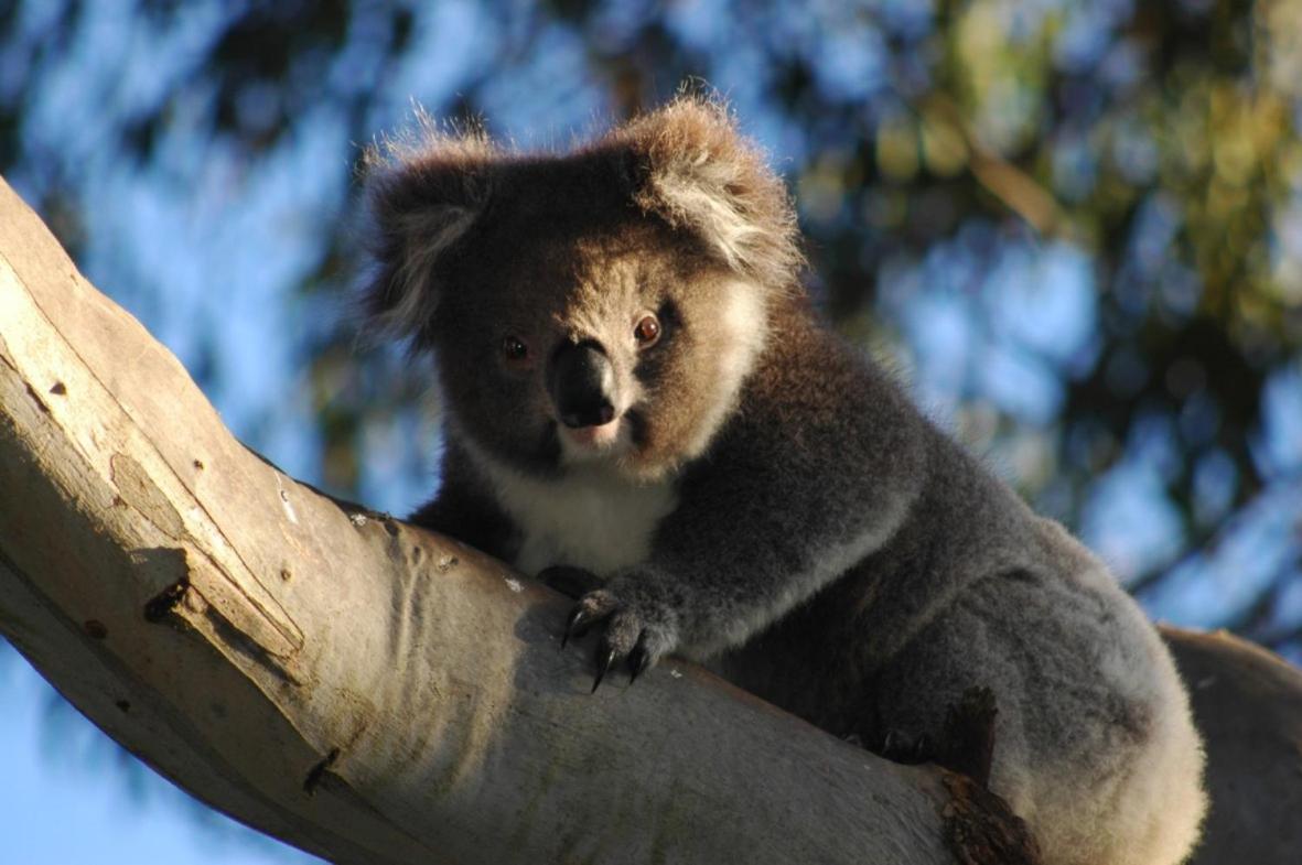 Bimbi Park - Camping Under Koalas Cape Otway Luaran gambar