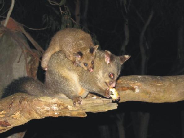 Bimbi Park - Camping Under Koalas Cape Otway Luaran gambar