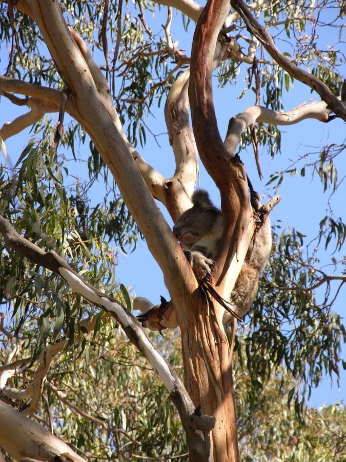 Bimbi Park - Camping Under Koalas Cape Otway Luaran gambar