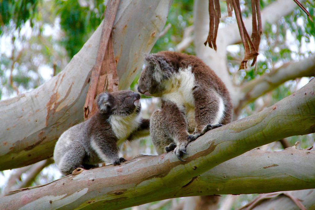 Bimbi Park - Camping Under Koalas Cape Otway Luaran gambar
