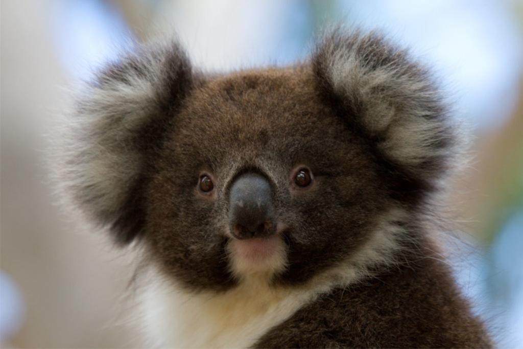 Bimbi Park - Camping Under Koalas Cape Otway Luaran gambar
